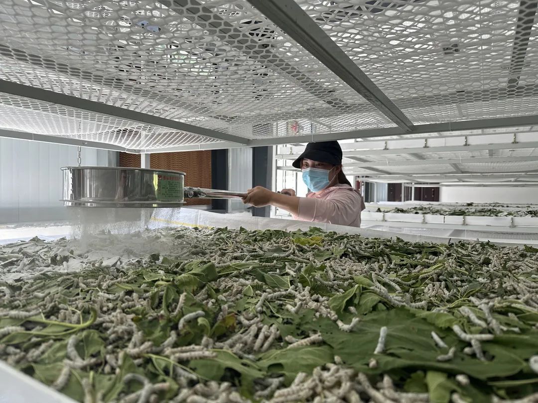 澳门最精准正最精准龙门蚕全面释义、构建解答解释落实